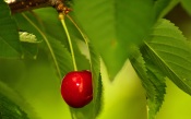 The Cherry on a Tree