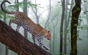 Leopard in the Jungle