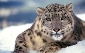 Leopard on the Snow
