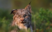 Lynx Canadensis