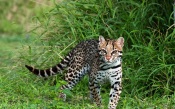 Ocelot