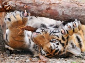 Playful Tiger