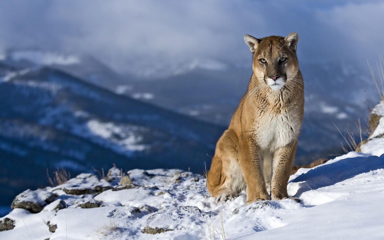 Puma in the Snow