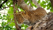 The Leopard on a Tree