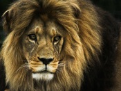 The Muzzle of a Lion