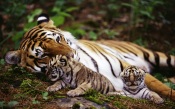 Tiger and Cubs