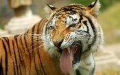 Tongue of the Tiger