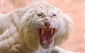 White Tiger in Fury
