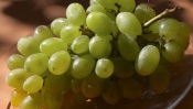 Green Grapes