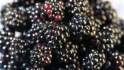 Blackberries