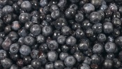 Blueberries