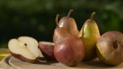 Ripe Pears