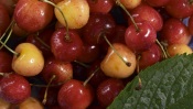 Red and Yellow Cherries