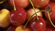 Cherries