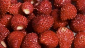 Fragrant Strawberries