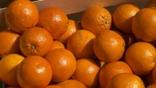 Tangerines