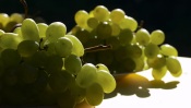 Two Bunches of White Grapes