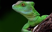 Green Lizard