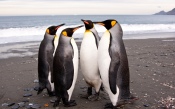 King Penguins