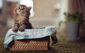 Kitten in a Basket