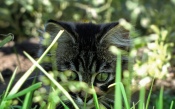 Kitten in the Grass