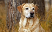 Beautiful Labrador