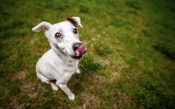 Licking Dog