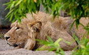 Lion Resting