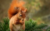 Squirrel in the Coniferous Forest