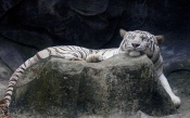 Sleeper White Tiger