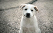 White Dog, Smile