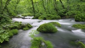 Japan River