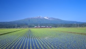 Rice Field, Mountain