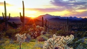Sunset, Cactuses
