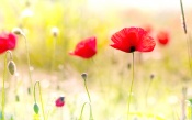 Poppy Flowers