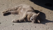 Cat Basking in the Sun