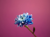 Blue Chrysanthemum