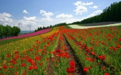 Field, Flowers, Poppies, Strips