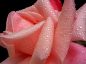 Pink Rose