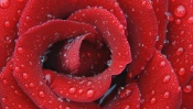 Red Rose