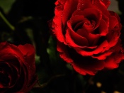 Red Roses, Dew