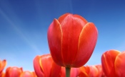 Red Tulips, The Sky