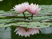 Water Lilies, Pond