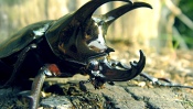 A Large Beetle