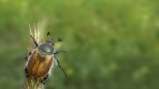 Beetle on a Green Background