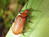 Beetle on Leaf