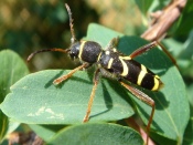 Black and Yellow Beetle on a Leaf