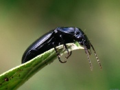 Black Beetle on a Leaf