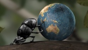 Dung Beetle Rolls the Earth