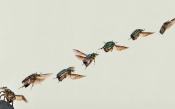 Flight of the Beetle